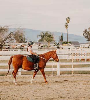 Improve your English language  Horse anatomy, Horses, Horse lessons